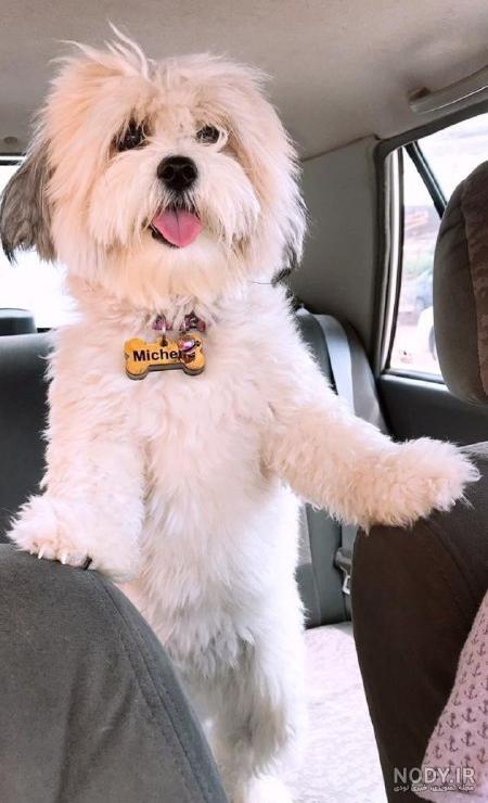 عکس خفن عکس دختر با سگ پاکوتاه