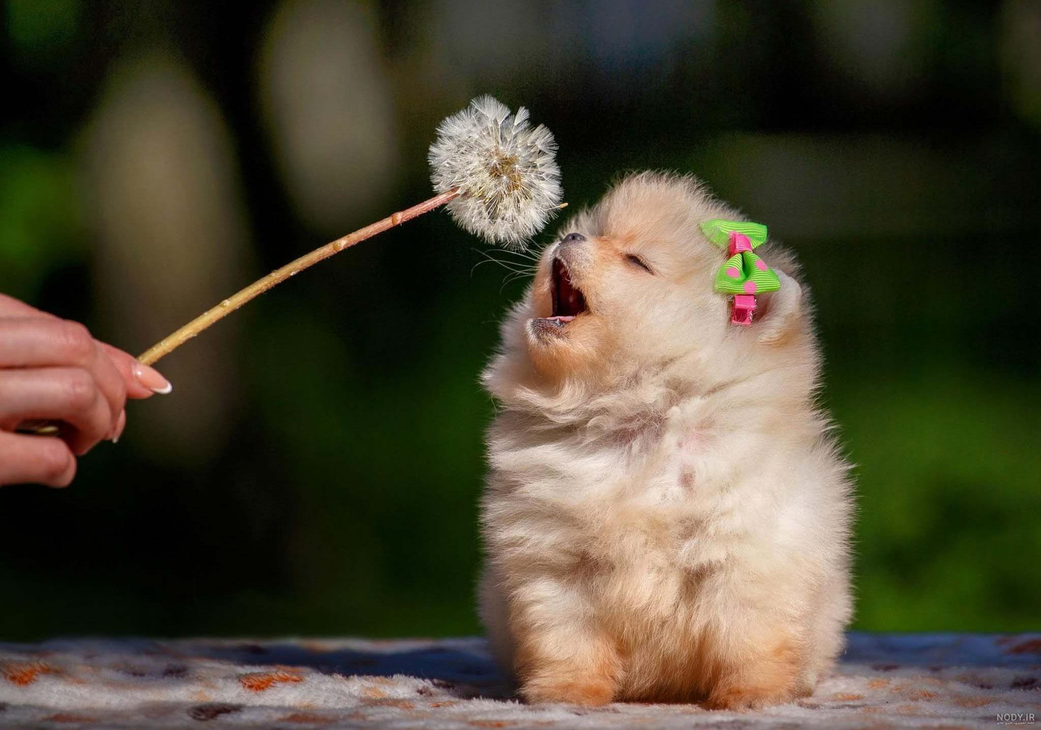 انواع نژاد سگ موجود در ایران