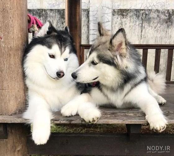 انواع نژاد سگ موجود در ایران