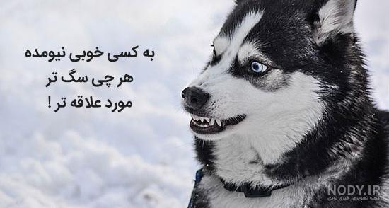 انواع نژاد سگ موجود در ایران