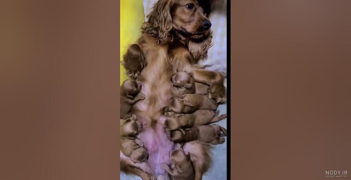 Caspian Kennel - توله های 14 روزه ( 2 هفته ) ژرمن شپرد (... | Facebook Caspian Kennel - توله های 14 روزه ( 2 هفته ) ژرمن شپرد (... | Facebook