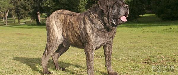 10 سگ ضعیف که نیاز به مراقبت های ویژه دارند - Happypet