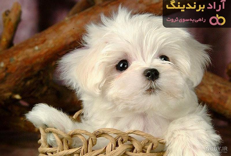 60 عکس بانمک از ملوس ترین سگ های جهان