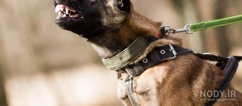 10 مورد از زشت ترین سگ ها در دنیا به همراه عکس - Happypet