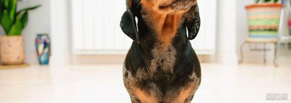 9 نوع از بهترین نژاد های سگ پاکوتاه 🐾 +مشخصات رفتاری و قیمت