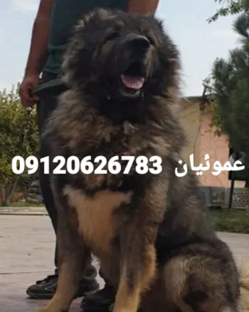 15 نژاد سگ جیبی محبوب در دنیا