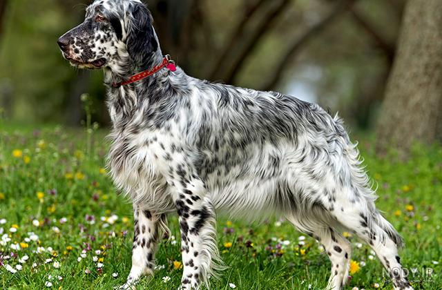 gsp_kennel (@gsp_kennel_iran) • Instagram photos and videos gsp_kennel (@gsp_kennel_iran) • Instagram photos and videos