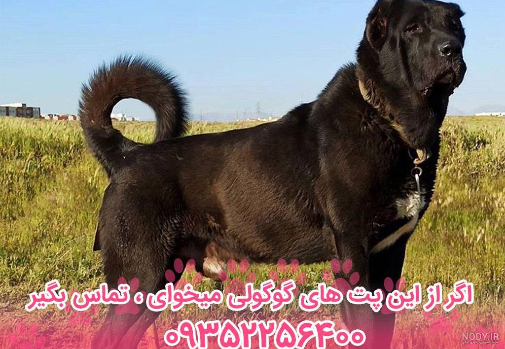 آلبوم عکس سگ سرابی اصیل و قوی هیکل (2) - تــــــــوپ تـــــــــاپ