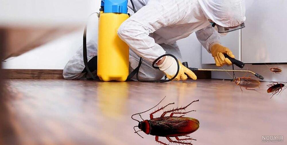 با شامپو محلول سوسک کش قوی بسازید با شامپو محلول سوسک کش قوی بسازید