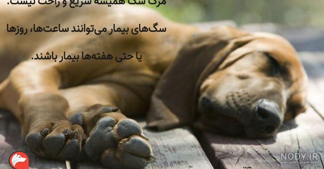 ببینید / لحظه عجیب حمله یک سگ وحشی به چند مرد + فیلم - mozaffariehonline ببینید / لحظه عجیب حمله یک سگ وحشی به چند مرد + فیلم - mozaffariehonline