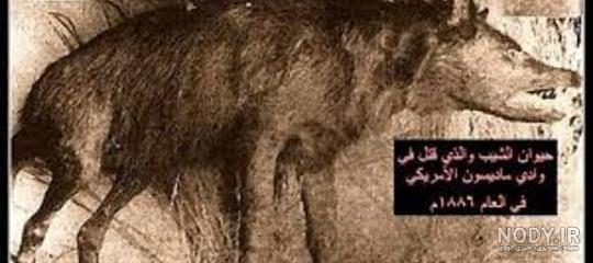بیماری خطرناکی که سگ انتقال می‌دهد | جهان نيوز