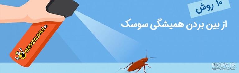 تشخیص و یافتن تخم سوسک :: سم سوسک تشخیص و یافتن تخم سوسک :: سم سوسک
