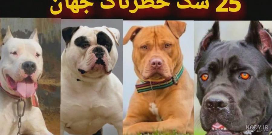 تصاویر) کاکل‌دار چینی؛ سگ خانگی عجیبی که زشت‌ترین سگ دنیاست