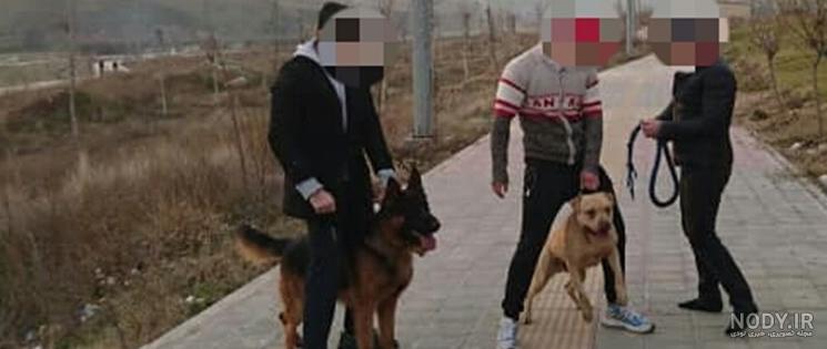 تعبیر خواب حمله سگ به انسان | تعبیر گاز گرفتن سگ در خواب - ستاره