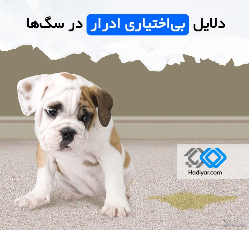 توالت سگ سایز بزرگ | پت شاپ شاپرک توالت سگ سایز بزرگ | پت شاپ شاپرک