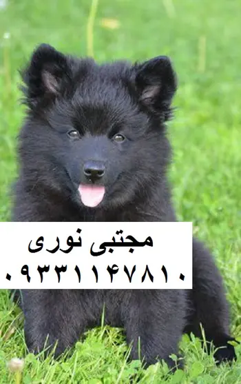 توله ژرمن های بلک موبلند و موکوتاه توله ژرمن های بلک موبلند و موکوتاه