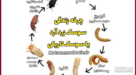 خارج کردن سوسک 3 سانتی از روده مرد جوان+عکس چندش آور خارج کردن سوسک 3 سانتی از روده مرد جوان+عکس چندش آور