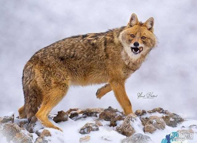 خانواده‌ سگ‌ سانان|راسته گوشتخوران|سگ‌سانان در ایران