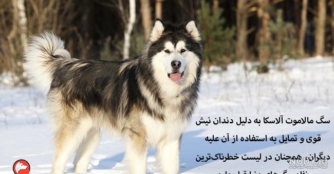 خطرناک ترین نژاد های سگ در جهان
