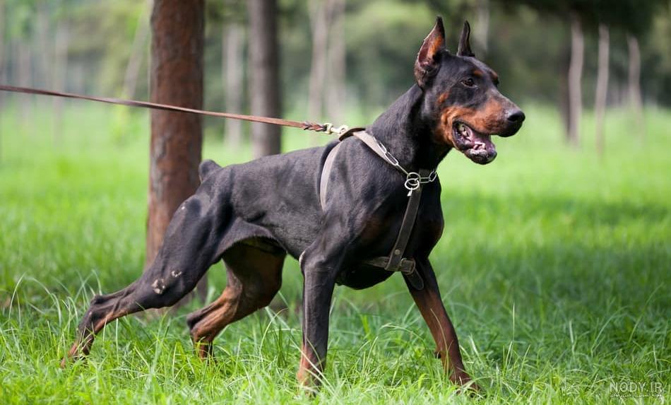 خطرناک‌ترین نژادهای سگ در دنیا +عکس