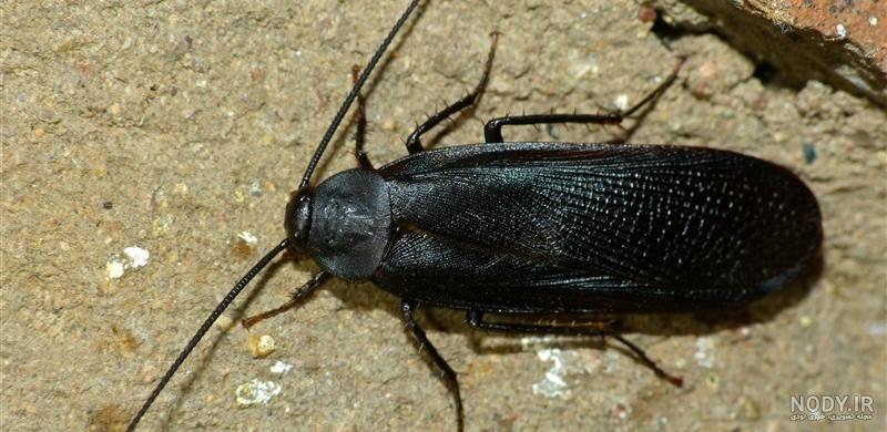 سوسک سیاه Ground Beetle | آریس