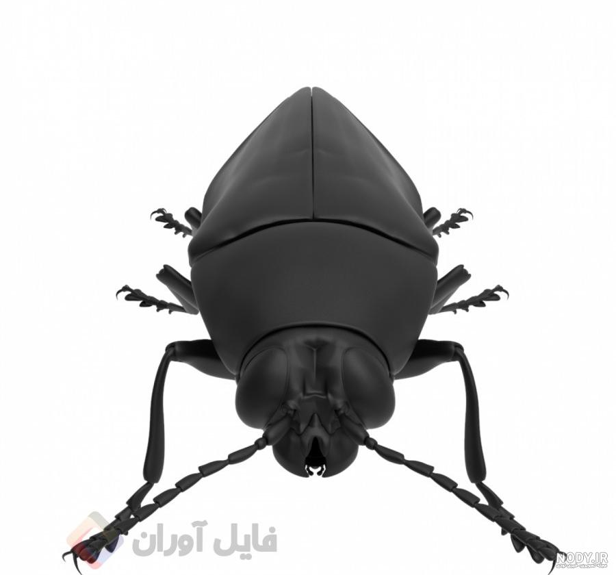 سوسک سیاه - عکس ویسگون