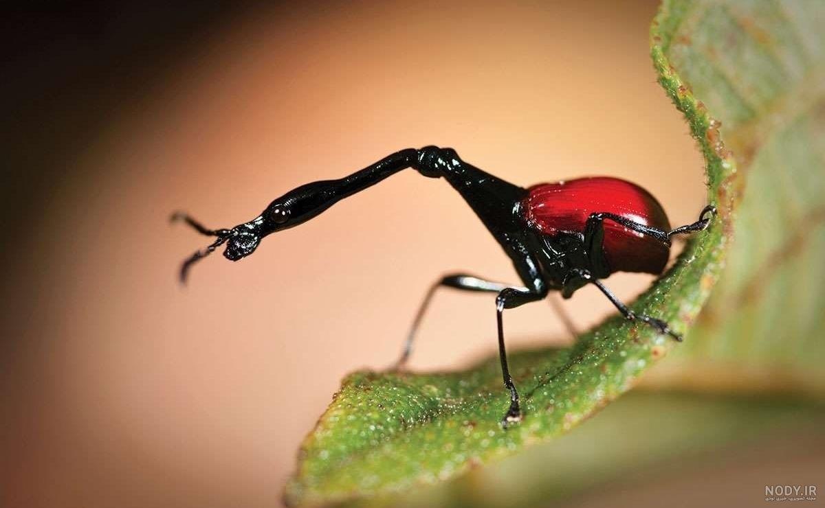 سوسک سیب زمینی از نمای بسیار نزدیک + عکس سوسک سیب زمینی از نمای بسیار نزدیک + عکس