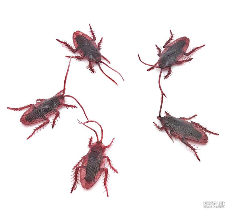 سوسکی که در زیبایی ادعا دارد! (عکس)