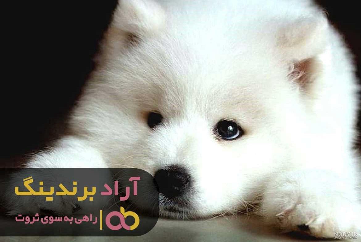 سگ جیبی فانتزی سفید و پشمالو گوگولی هاپو پامر / دنبال=دنبال
