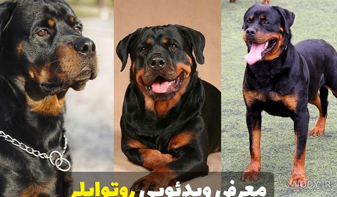 سگ روتوایلر تشخیص اصالت انواع مختلف اطلاعات بروز و تخصصی سگ روتوایلر تشخیص اصالت انواع مختلف اطلاعات بروز و تخصصی