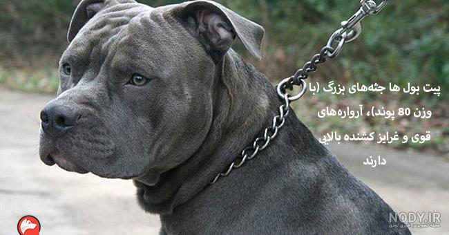 سگ سرابی پادشاه ایرانی/ قوی ترین نژادهای سگ + فیلم