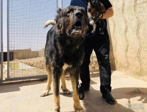 سگ سرابی Sarabi Dog – سایت پامرانین
