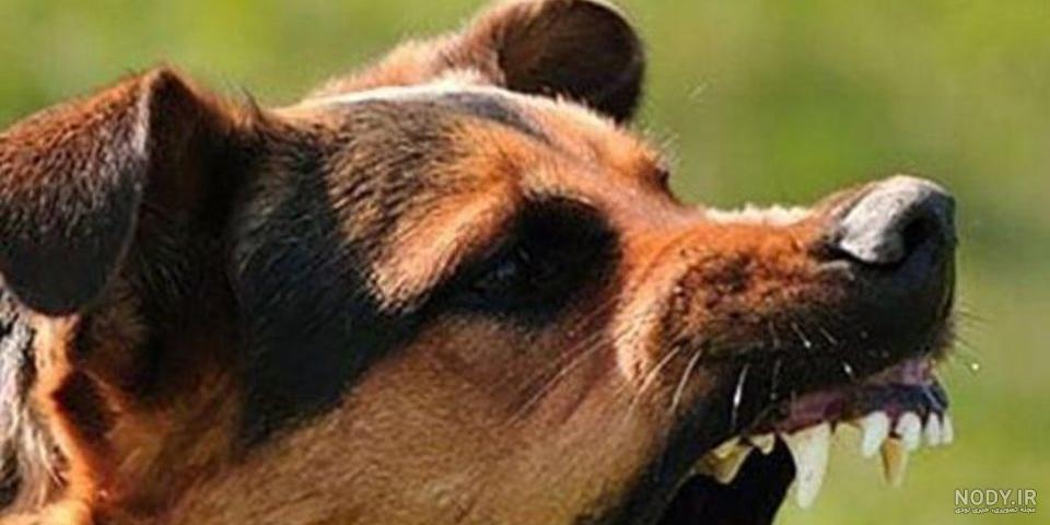 سگی بر گور