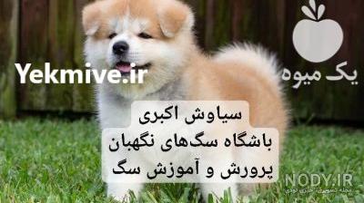 عکس توله سگ آکیتا