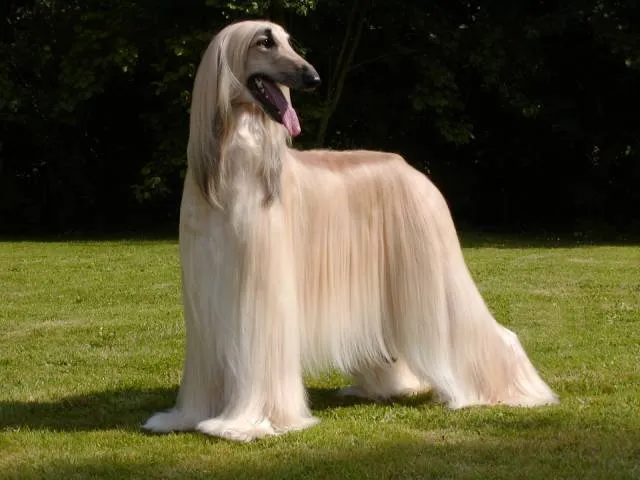 عکس جالب سگ از نژاد saluki سالوکی با کیفیت فول اچ دی