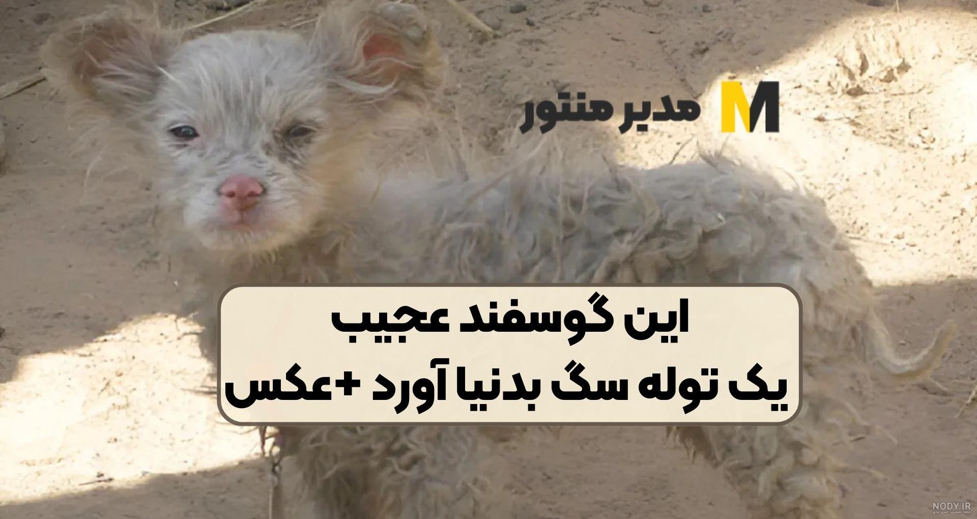 عکس زمینه توله سگ سیاه و قهوه ای در جام پس زمینه | والپیپر گرام عکس زمینه توله سگ سیاه و قهوه ای در جام پس زمینه | والپیپر گرام