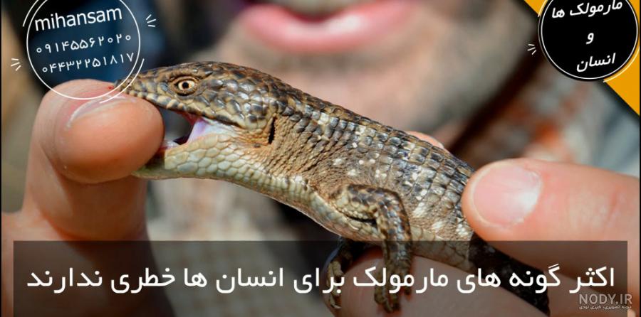 عکس سوسمار خانگی