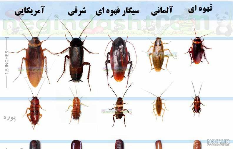 عکس های سوسک های گنده عکس های سوسک های گنده