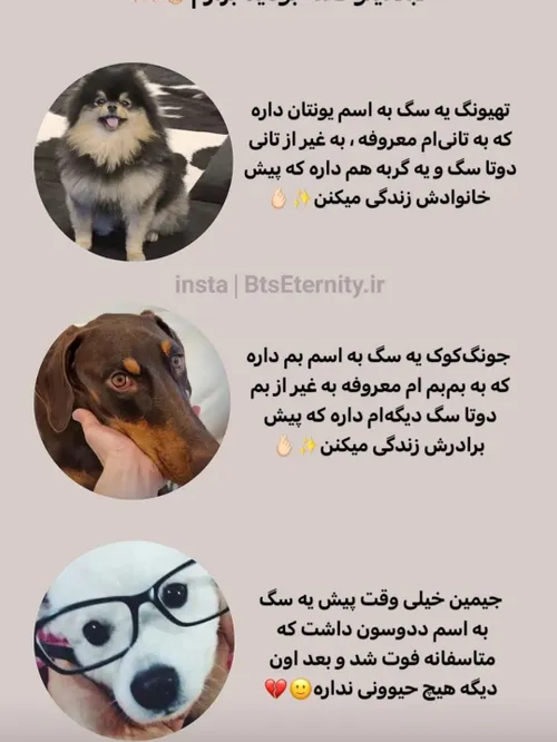 عکس سگ جیمین - عکس نودی