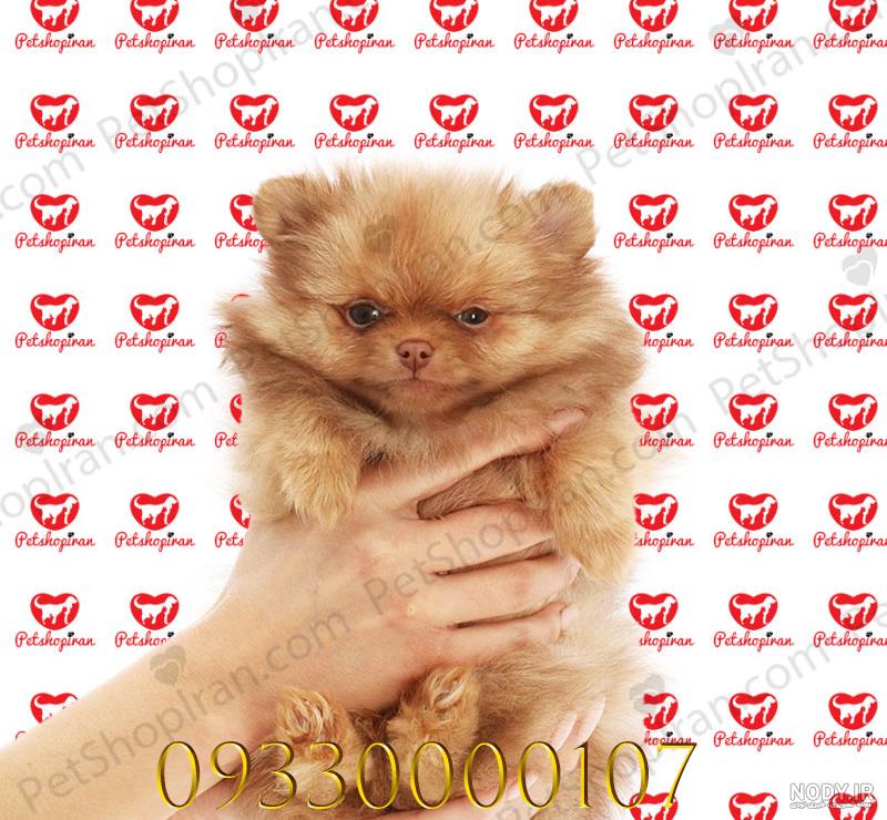 عکس سگ قهوه ای - عکس نودی عکس سگ قهوه ای - عکس نودی