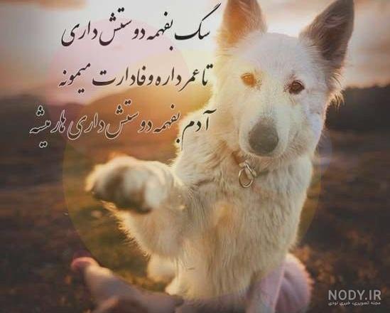 عکس سگ مرده - عکس نودی عکس سگ مرده - عکس نودی