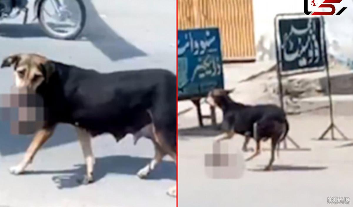 عکس سگ هاسکی مرده - عکس نودی عکس سگ هاسکی مرده - عکس نودی