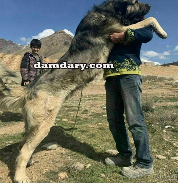 عکس سگ چوپانی