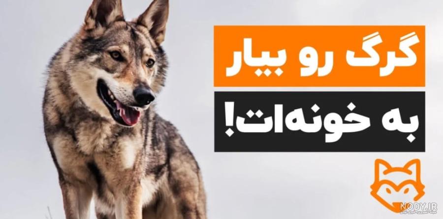 عکس سگ گرگی سفید - عکس نودی
