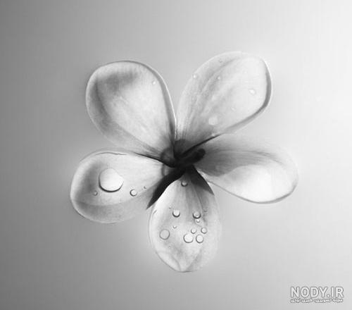 عکس سیاه و سفید گل عکس سیاه و سفید گل