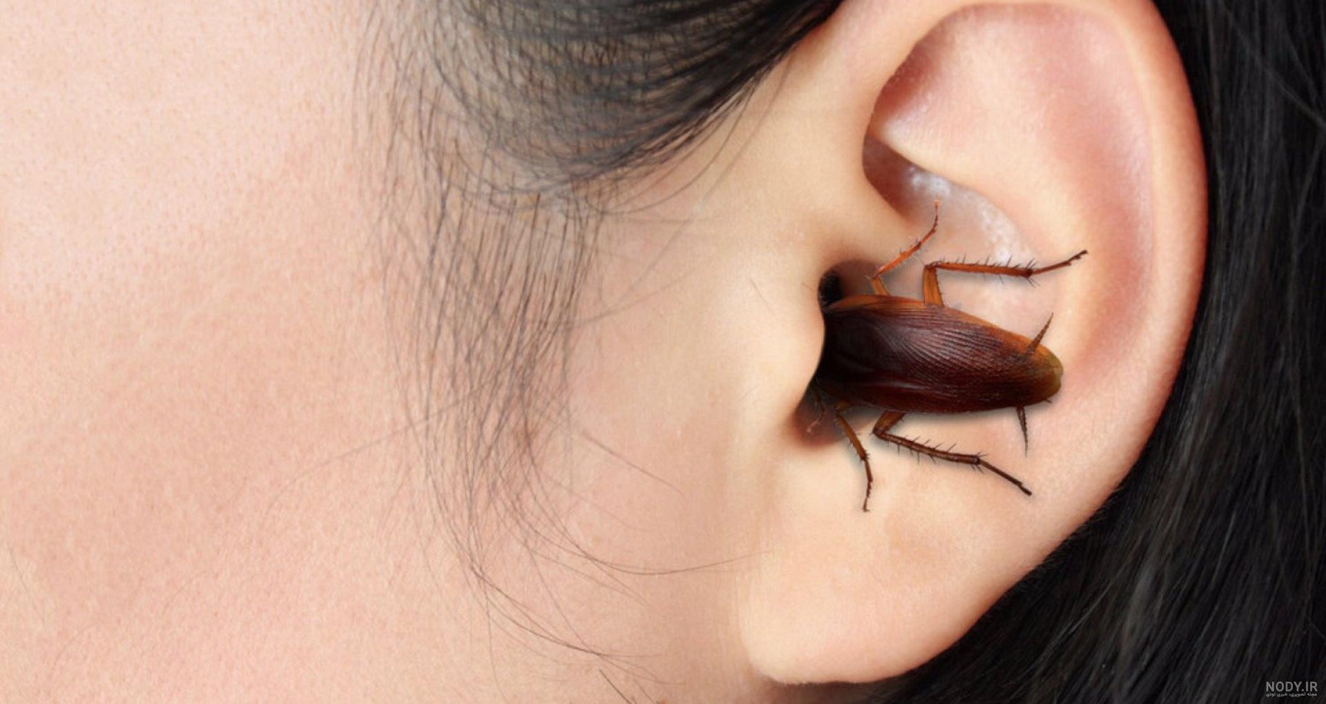 عکس صورت سوسک از نزدیک - عکس نودی عکس صورت سوسک از نزدیک - عکس نودی