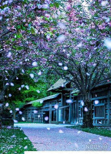 عکس عکس برای روی صفحه گوشی عکس عکس برای روی صفحه گوشی
