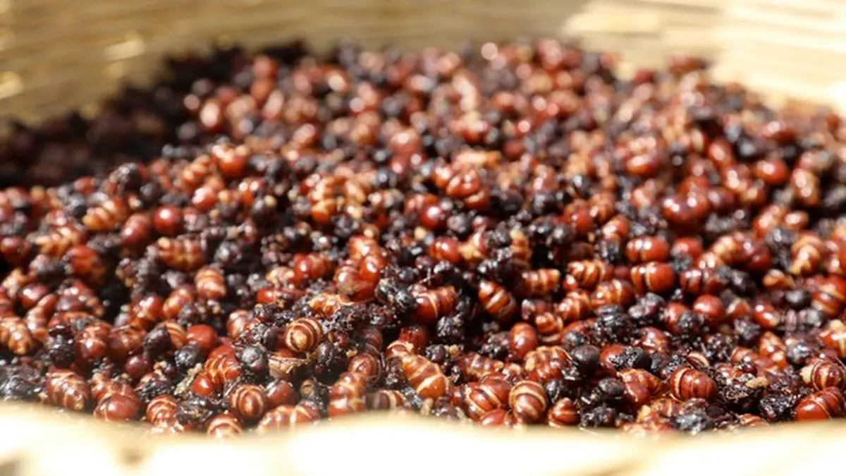 عکس های ملکه سوسک ها