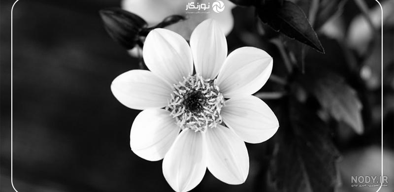 عکس گل رز سیاه سفید عکس گل رز سیاه سفید