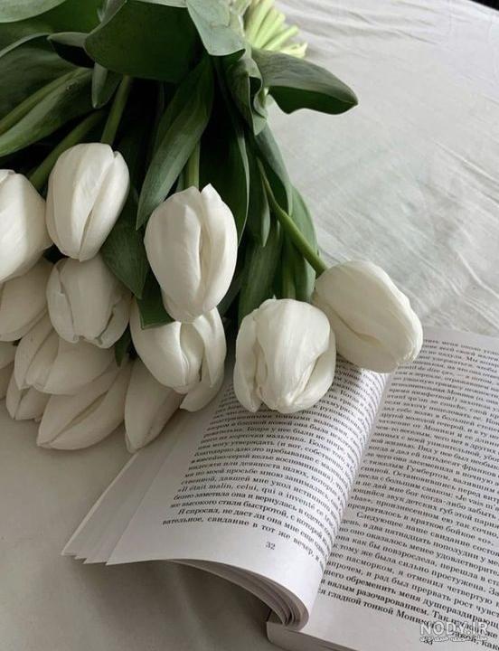 عکس گل سفید پروفایل